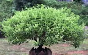 Lifestyle: सर्दियों में भी हरी-भरी रहेगी तुलसी, ऐसे रखें इसका ख्याल Lifestyle: सर्दियों में भी हरी-भरी रहेगी तुलसी, ऐसे रखें इसका ख्याल