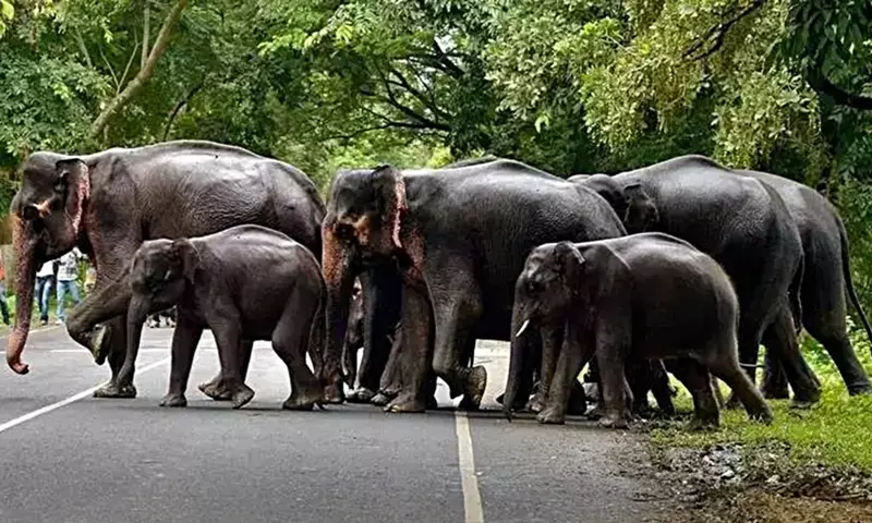 Tripura में बढ़ते मानव-हाथी संघर्ष पर चिंता, अंडरपास निर्माण का प्रस्ताव रखा गया Tripura में बढ़ते मानव-हाथी संघर्ष पर चिंता, अंडरपास निर्माण का प्रस्ताव रखा गया
