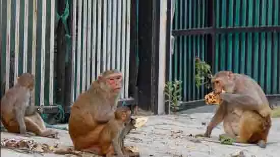 गुरुग्राम के निवासियों ने बंदरों के बढ़ते आतंक की शिकायत की गुरुग्राम के निवासियों ने बंदरों के बढ़ते आतंक की शिकायत की