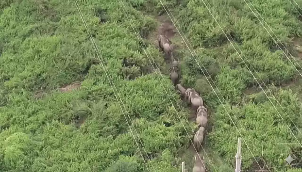 राउरकेला के पास हाथियों के झुंड ने रेल यातायात बाधित किया राउरकेला के पास हाथियों के झुंड ने रेल यातायात बाधित किया