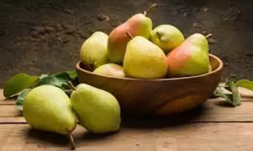 नाशपाती: मधुमेह रोगियों के लिए है वरदान नाशपाती: मधुमेह रोगियों के लिए है वरदान