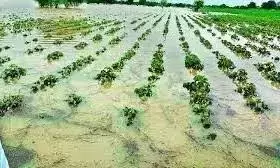 Telangana :  नलगोंडा में 61,511 एकड़ में फसलें बर्बाद