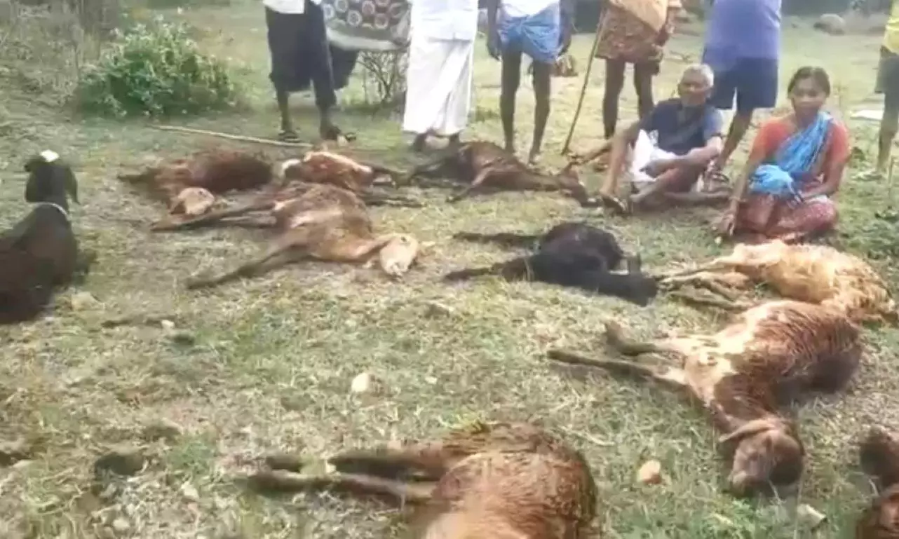 वारंगल में चक्रवात मोन्था के कारण 5 लोगों की मौत, पशुधन भी नष्ट वारंगल में चक्रवात मोन्था के कारण 5 लोगों की मौत, पशुधन भी नष्ट