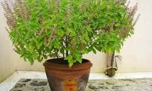 Vastu Tips for Plants: किस दिशा में पौधे लगाना होता है अशुभ, जान लें वास्तु के यह नियम Vastu Tips for Plants: किस दिशा में पौधे लगाना होता है अशुभ, जान लें वास्तु के यह नियम