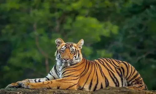 Kerala : बाघ फंसा नहीं लोग डरे हुए Kerala : बाघ फंसा नहीं लोग डरे हुए
