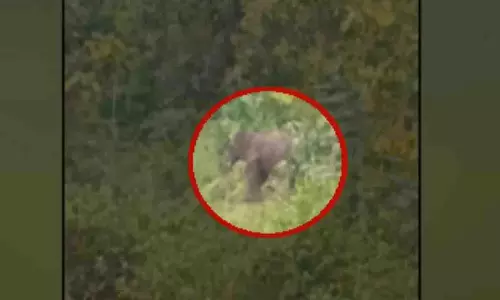दिगापहांडी गांवों में हाथियों के हमले से धान की फसलें नष्ट, लोग दहशत में दिगापहांडी गांवों में हाथियों के हमले से धान की फसलें नष्ट, लोग दहशत में