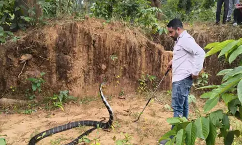 कोरबा में दिखा 13 फीट लंबा किंग कोबरा