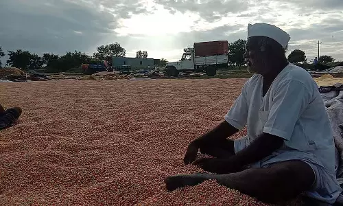 मक्के की कीमतों में गिरावट: किसान परेशान मक्के की कीमतों में गिरावट: किसान परेशान