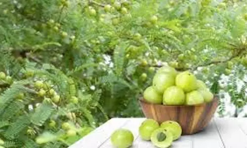 Amla: सेहत का खजाना और अद्भुत स्वास्थ्य लाभ
