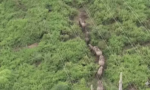 राउरकेला के पास हाथियों के झुंड ने रेल यातायात बाधित किया राउरकेला के पास हाथियों के झुंड ने रेल यातायात बाधित किया