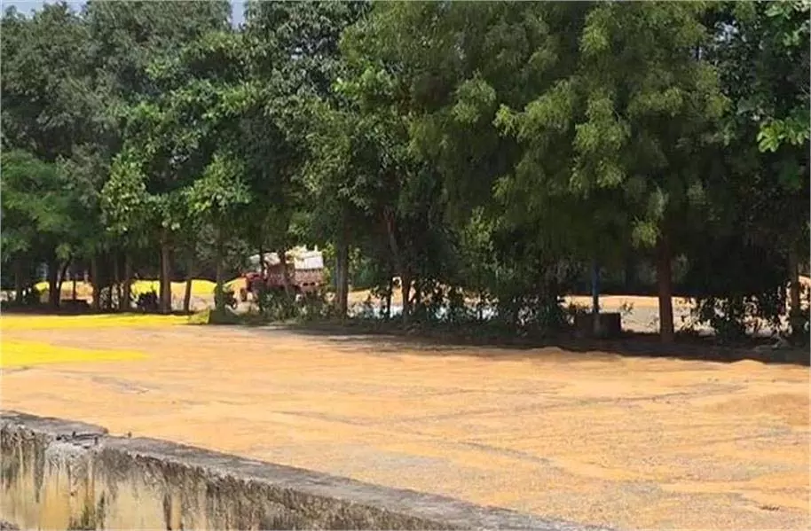 MP News: मूसलाधार बारिश ने मचाई तबाही, 250 क्विंटल मक्का बहा MP News: मूसलाधार बारिश ने मचाई तबाही, 250 क्विंटल मक्का बहा