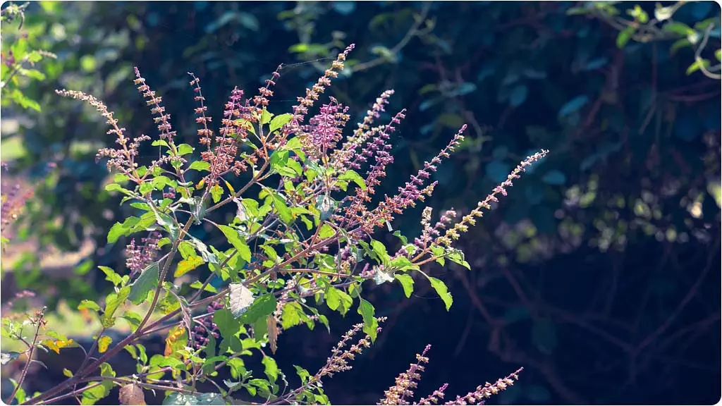 Tulsi Vivah 2025: तुलसी विवाह में शामिल करें ये चीजें, घर में आएगी बरकत और चमकेगी किस्मत Tulsi Vivah 2025: तुलसी विवाह में शामिल करें ये चीजें, घर में आएगी बरकत और चमकेगी किस्मत