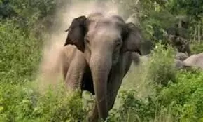 Alipurduar: जंगल में गई महिला पर हाथी का हमला, मौके पर मौत Alipurduar: जंगल में गई महिला पर हाथी का हमला, मौके पर मौत