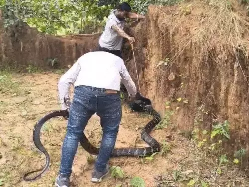 किसान की नजर 13 फीट लंबा किंग कोबरा पर पड़ी, स्नेक कैचर ने किया रेस्क्यू किसान की नजर 13 फीट लंबा किंग कोबरा पर पड़ी, स्नेक कैचर ने किया रेस्क्यू