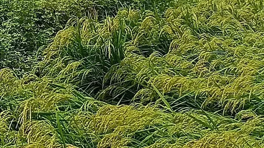 फसल नुकसान मुआवजा: 65,217 किसानों के खातों में ₹ 63.16 करोड़ जमा किए फसल नुकसान मुआवजा: 65,217 किसानों के खातों में ₹ 63.16 करोड़ जमा किए