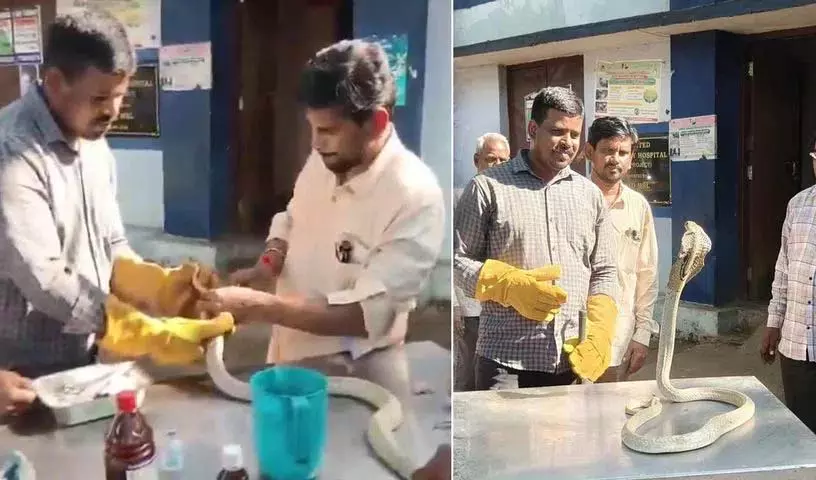 Vizag में सफेद सांप की दुर्लभ सर्जरी: सिर के घाव पर 8 टांके Vizag में सफेद सांप की दुर्लभ सर्जरी: सिर के घाव पर 8 टांके