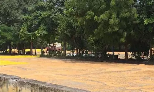 MP News: मूसलाधार बारिश ने मचाई तबाही, 250 क्विंटल मक्का बहा MP News: मूसलाधार बारिश ने मचाई तबाही, 250 क्विंटल मक्का बहा
