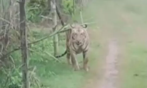 गन्ने की खेत से निकला बाघ, जीप में सवार लोग हुए शॉक्ड गन्ने की खेत से निकला बाघ, जीप में सवार लोग हुए शॉक्ड