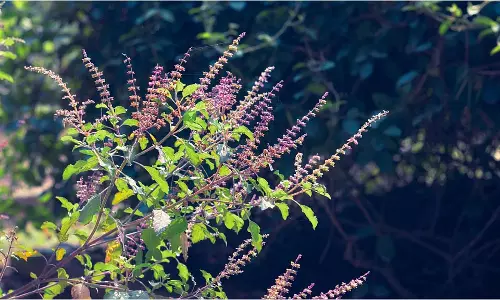 Tulsi Vivah 2025: तुलसी विवाह में शामिल करें ये चीजें, घर में आएगी बरकत और चमकेगी किस्मत Tulsi Vivah 2025: तुलसी विवाह में शामिल करें ये चीजें, घर में आएगी बरकत और चमकेगी किस्मत