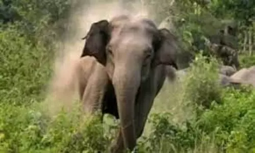 Alipurduar: जंगल में गई महिला पर हाथी का हमला, मौके पर मौत Alipurduar: जंगल में गई महिला पर हाथी का हमला, मौके पर मौत