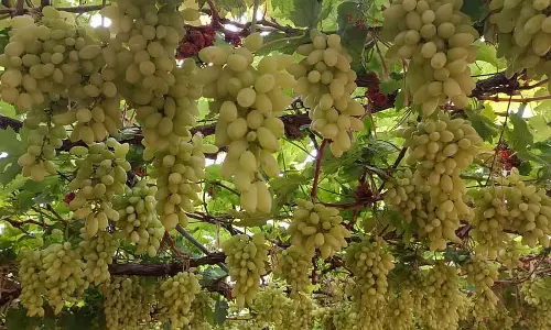 बिना क्लेम किया हुआ बीमा मुआवज़ा: 31,470 किसानों द्वारा भुगतान किया गया ₹39 करोड़ प्रीमियम बिना क्लेम किया हुआ बीमा मुआवज़ा: 31,470 किसानों द्वारा भुगतान किया गया ₹39 करोड़ प्रीमियम