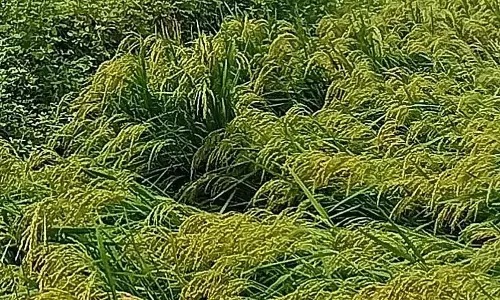 फसल नुकसान मुआवजा: 65,217 किसानों के खातों में ₹ 63.16 करोड़ जमा किए फसल नुकसान मुआवजा: 65,217 किसानों के खातों में ₹ 63.16 करोड़ जमा किए