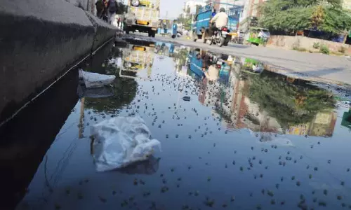 Ludhiana: डेंगू के मामलों में वृद्धि, स्वास्थ्य विभाग ने जिले में जागरूकता अभियान तेज किया