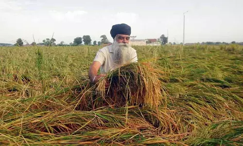 Punjab में बाढ़ और बारिश से धान की फसल बर्बाद, किसानों को भारी नुकसान Punjab में बाढ़ और बारिश से धान की फसल बर्बाद, किसानों को भारी नुकसान