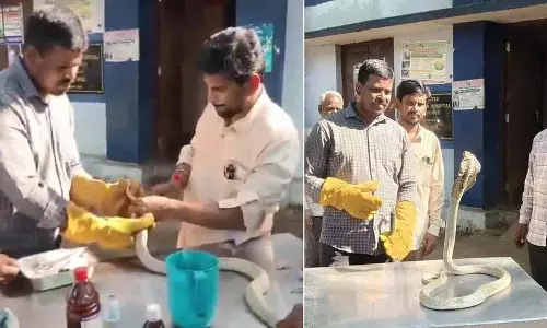 Vizag में सफेद सांप की दुर्लभ सर्जरी: सिर के घाव पर 8 टांके Vizag में सफेद सांप की दुर्लभ सर्जरी: सिर के घाव पर 8 टांके