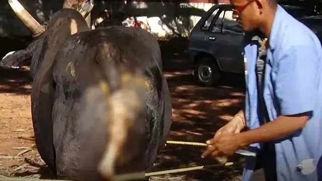 Karnataka : गायों की पूंछ काटकर उन्हें ज़ख्मी किया गया, बदमाशों के खिलाफ बड़े पैमाने पर गुस्सा Karnataka : गायों की पूंछ काटकर उन्हें ज़ख्मी किया गया, बदमाशों के खिलाफ बड़े पैमाने पर गुस्सा