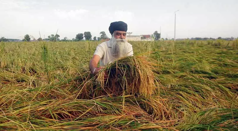 Punjab में बाढ़ और बारिश से धान की फसल बर्बाद, किसानों को भारी नुकसान Punjab में बाढ़ और बारिश से धान की फसल बर्बाद, किसानों को भारी नुकसान