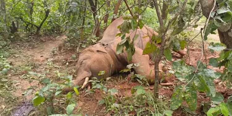 गंजम के जंगल में मृत मिला टस्कर गंजम के जंगल में मृत मिला टस्कर