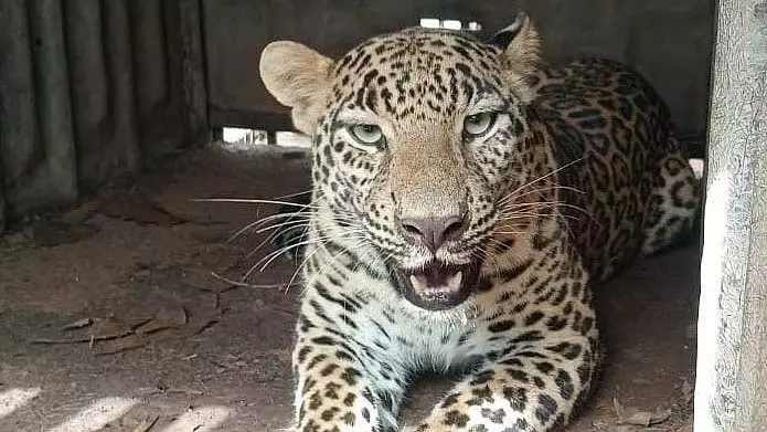 नासिक के चांदशी इलाके में एक और तेंदुआ पकड़ा गया; 24 घंटे में यह दूसरी घटना नासिक के चांदशी इलाके में एक और तेंदुआ पकड़ा गया; 24 घंटे में यह दूसरी घटना