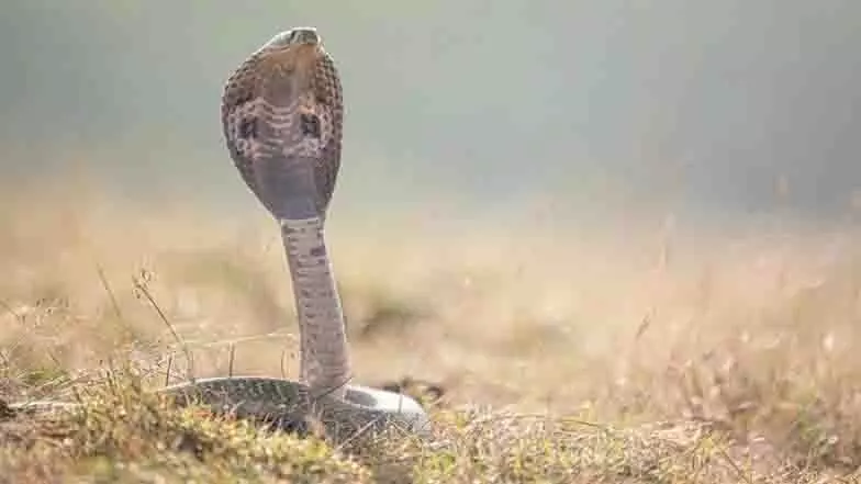UP में खेत से पकड़े गए कोबरा के साथ खेलते समय व्यक्ति को कई बार काटा UP में खेत से पकड़े गए कोबरा के साथ खेलते समय व्यक्ति को कई बार काटा