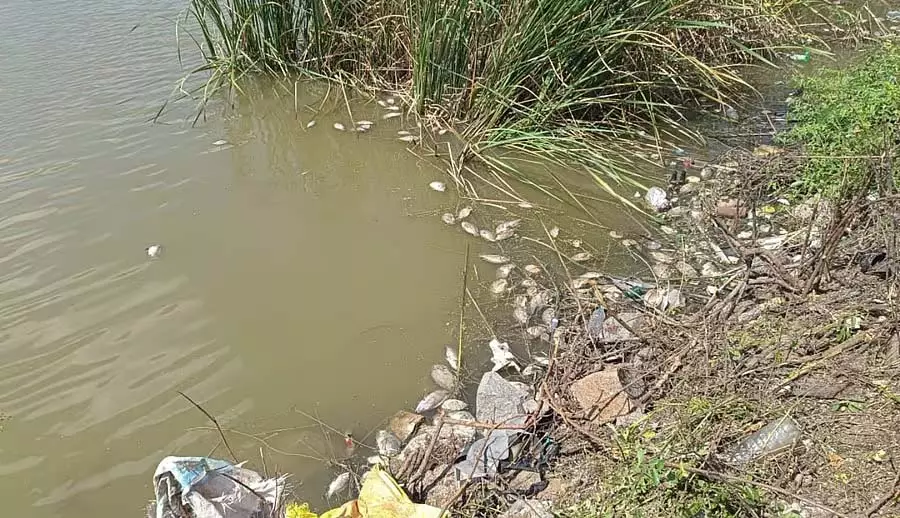 झील में सीवेज का पानी: मछलियों की मौत झील में सीवेज का पानी: मछलियों की मौत