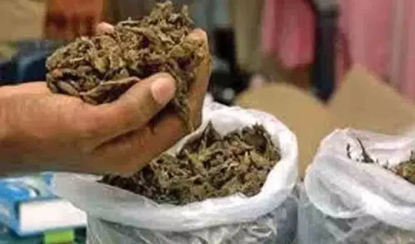 Visakhapatnam में 5.21 करोड़ रुपये मूल्य का मारिजुआना नष्ट किया गया Visakhapatnam में 5.21 करोड़ रुपये मूल्य का मारिजुआना नष्ट किया गया