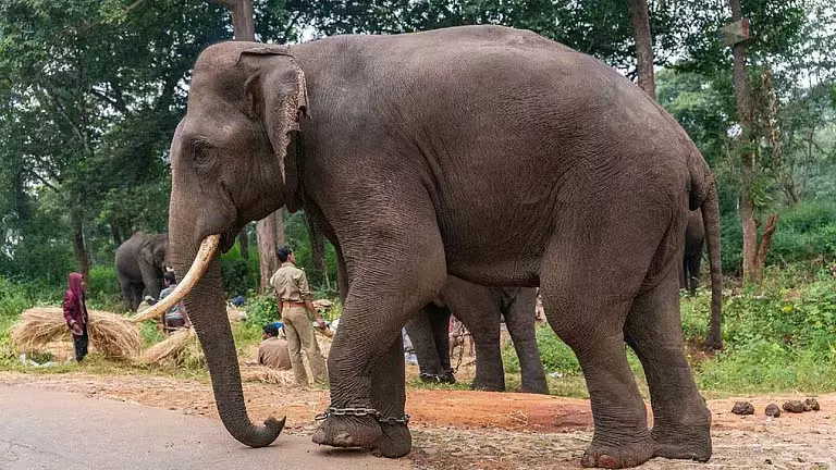 Jhargram में हाथियों के हमले से सर्दियों के अनाज को नुकसान Jhargram में हाथियों के हमले से सर्दियों के अनाज को नुकसान