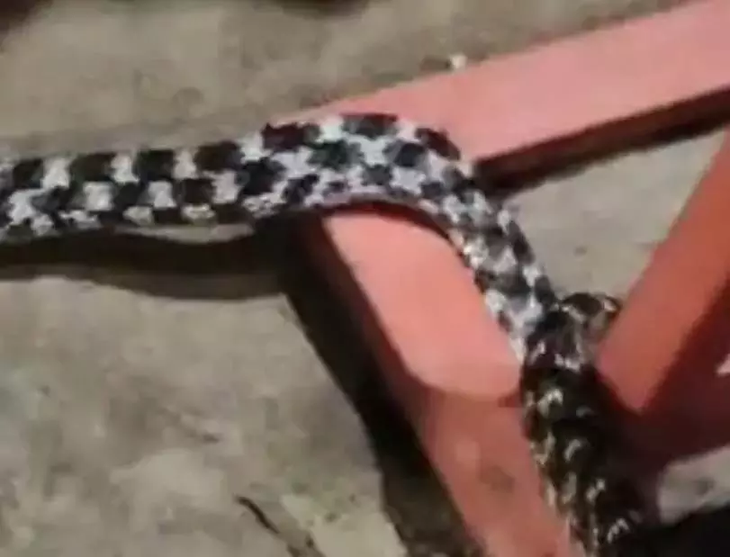 कोरबा में मिला दुर्लभ चिंगराज सांप, राशन के बीच छिपा था फॉरस्टेन कैट स्नेक कोरबा में मिला दुर्लभ चिंगराज सांप, राशन के बीच छिपा था फॉरस्टेन कैट स्नेक