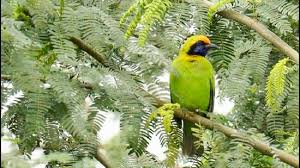 Wildbuzz ,फबर्ड और लैथम का भूत