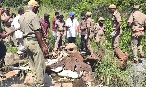 Vellore : पहाड़ी इलाके में हाथी का कंकाल मिला Vellore : पहाड़ी इलाके में हाथी का कंकाल मिला