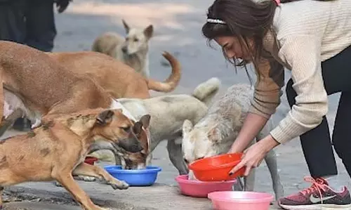 Mumbai : गोरेगांव की कल्पतरु रेडियंस सोसाइटी में कुत्तों को खाना खिलाने को लेकर हुए विवाद Mumbai : गोरेगांव की कल्पतरु रेडियंस सोसाइटी में कुत्तों को खाना खिलाने को लेकर हुए विवाद
