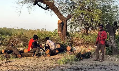 MP : सरकारी एजेंसियां बिना किसी ऑफिशियल पॉलिसी के पेड़ ट्रांसप्लांट कर रही है MP : सरकारी एजेंसियां बिना किसी ऑफिशियल पॉलिसी के पेड़ ट्रांसप्लांट कर रही है