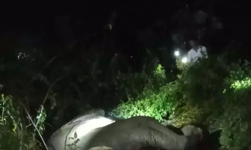 Odisha: मयूरभंज में शालीमार एक्सप्रेस ट्रेन की चपेट में आने से एक हाथी की मौत हो गई Odisha: मयूरभंज में शालीमार एक्सप्रेस ट्रेन की चपेट में आने से एक हाथी की मौत हो गई