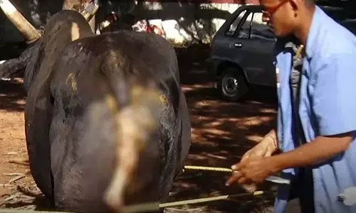 Karnataka : गायों की पूंछ काटकर उन्हें ज़ख्मी किया गया, बदमाशों के खिलाफ बड़े पैमाने पर गुस्सा Karnataka : गायों की पूंछ काटकर उन्हें ज़ख्मी किया गया, बदमाशों के खिलाफ बड़े पैमाने पर गुस्सा