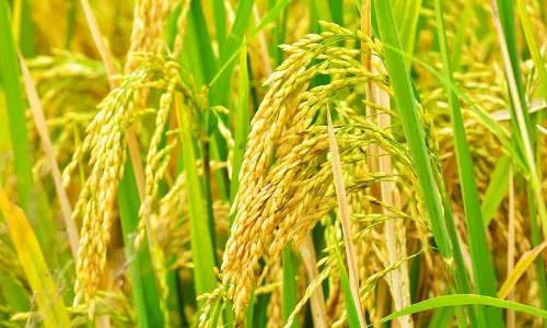 Haryana : सरकार फसल प्रबंधन के लिए किसानों को पूसा डीकंपोजर पाउडर वितरित करेगी