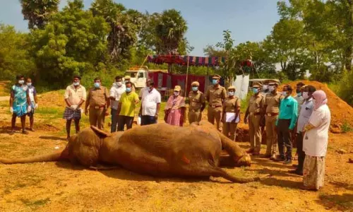 TIRUCHY: पुनर्वास केंद्र में उम्र से संबंधित बीमारी के बाद हाथी की मौत TIRUCHY: पुनर्वास केंद्र में उम्र से संबंधित बीमारी के बाद हाथी की मौत
