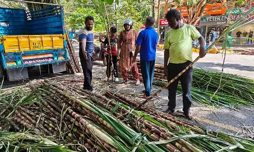 तुलसी उत्सव की तैयारियां: गन्ने की बिक्री में तेज़ी