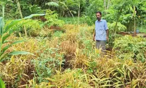 Kerala : अदरक की खेती में बीमारी का असर Kerala : अदरक की खेती में बीमारी का असर
