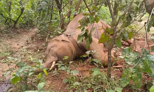 गंजम के जंगल में मृत मिला टस्कर गंजम के जंगल में मृत मिला टस्कर