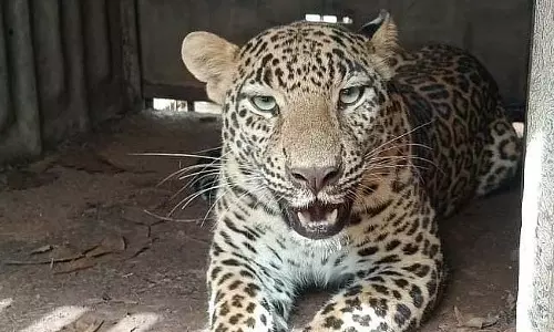 नासिक के चांदशी इलाके में एक और तेंदुआ पकड़ा गया; 24 घंटे में यह दूसरी घटना नासिक के चांदशी इलाके में एक और तेंदुआ पकड़ा गया; 24 घंटे में यह दूसरी घटना